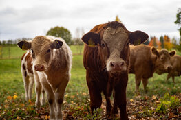 Clean Beef Co. Brings Tech to New Montana Cattle-Feeding Facility