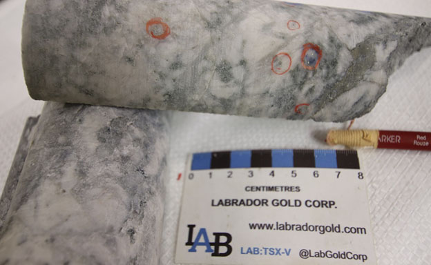 Labrador Gold