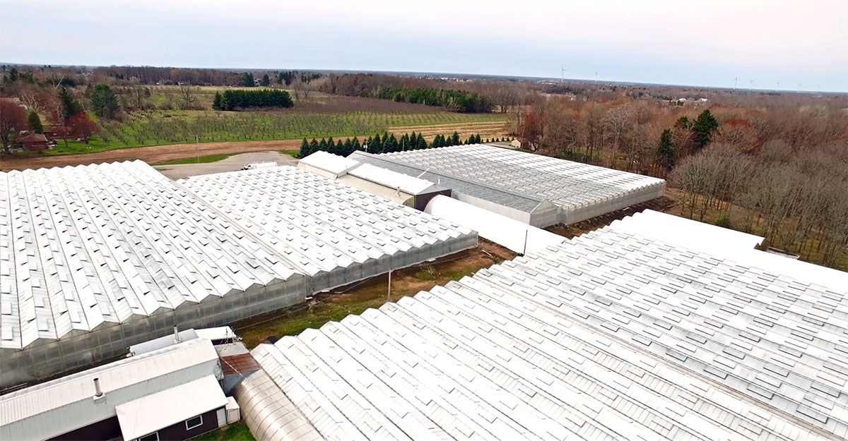 Medical cannabis greenhouse