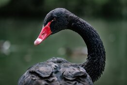 Beware the Black Swan