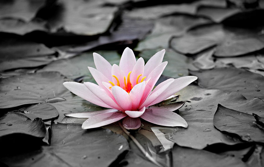 Water Lily